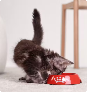 Adlook x Royal Canin Case Study